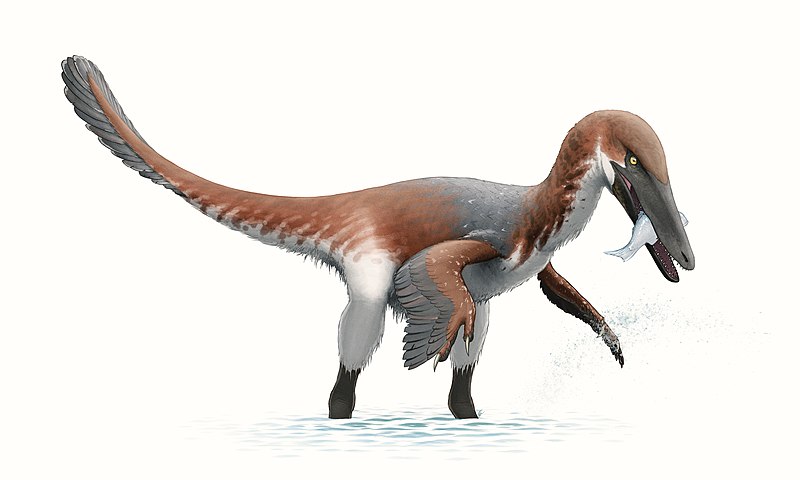 Файл:Austroraptor Reconstruction.jpg