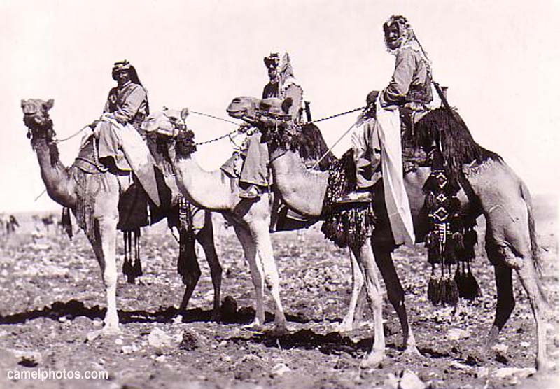 Файл:Arab camel corps.jpg