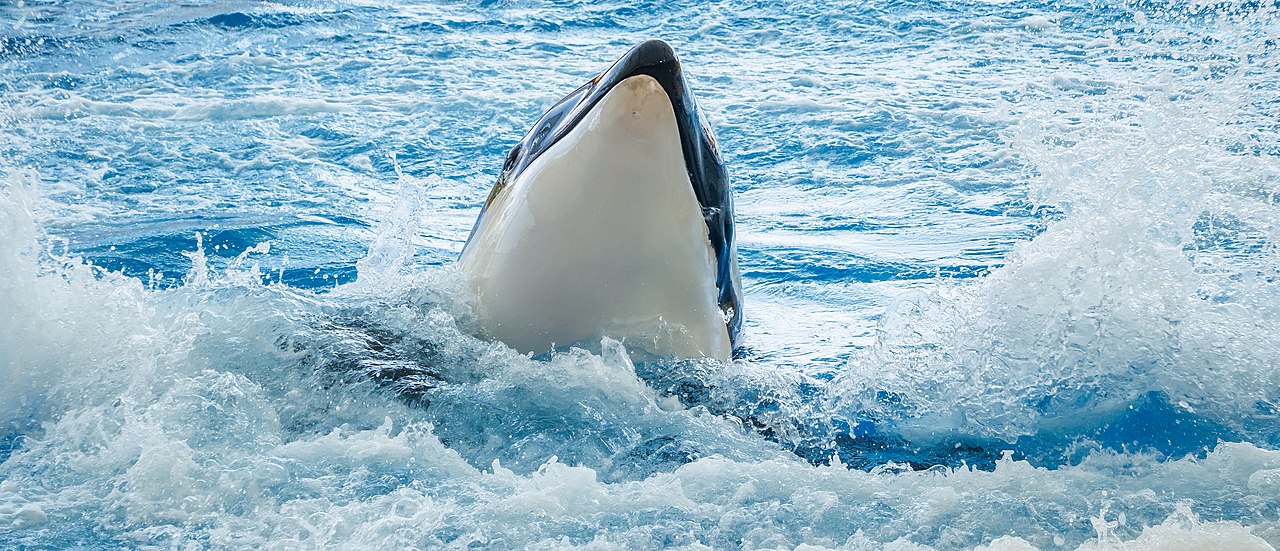 Файл:Orcinus orca - Loro Parque 01 2.jpg