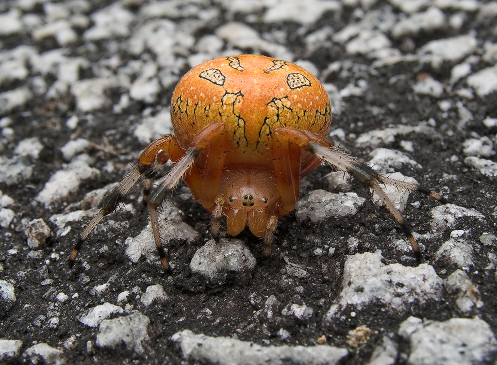 Marbled Orb Weaver.jpg
