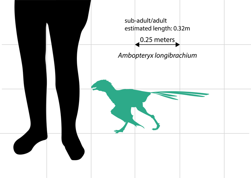 Ambopteryx size comparison.png