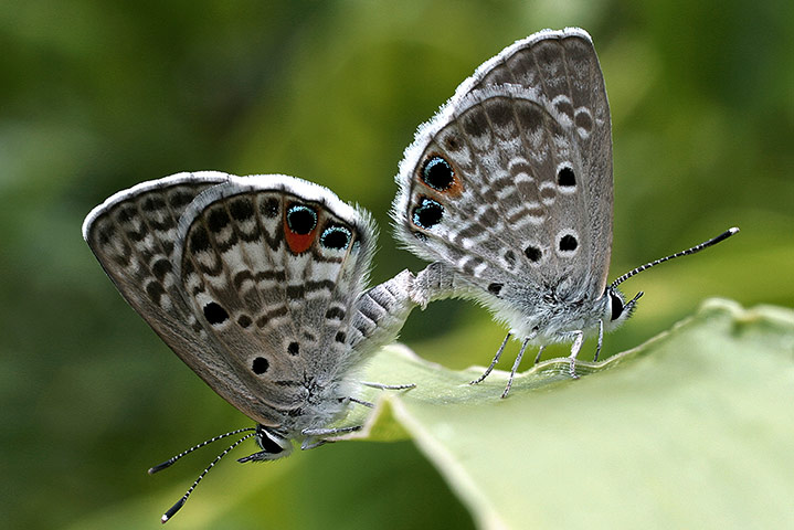 Файл:Lepidoptera 15.jpg