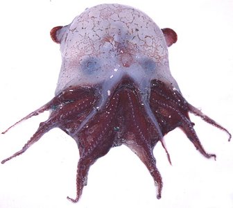 Cryptoteuthis2.300a.jpg
