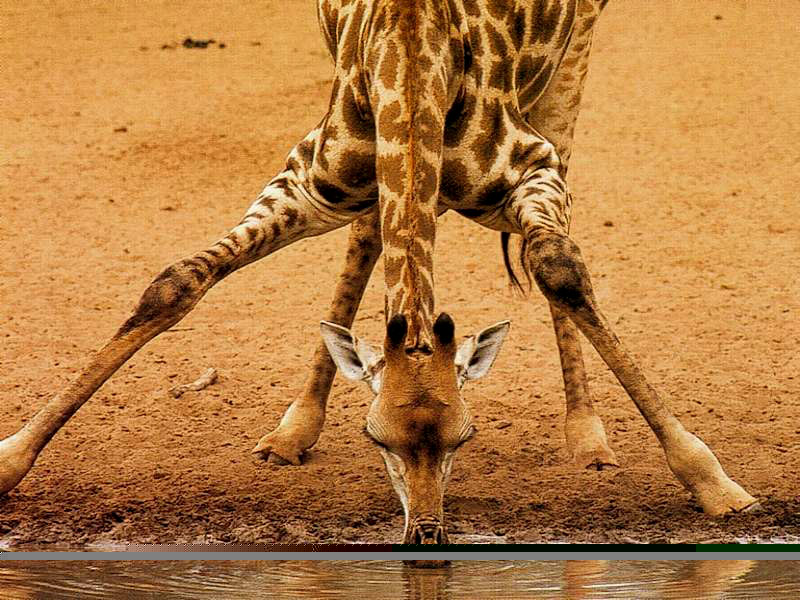 Файл:Giraffa 3.jpg