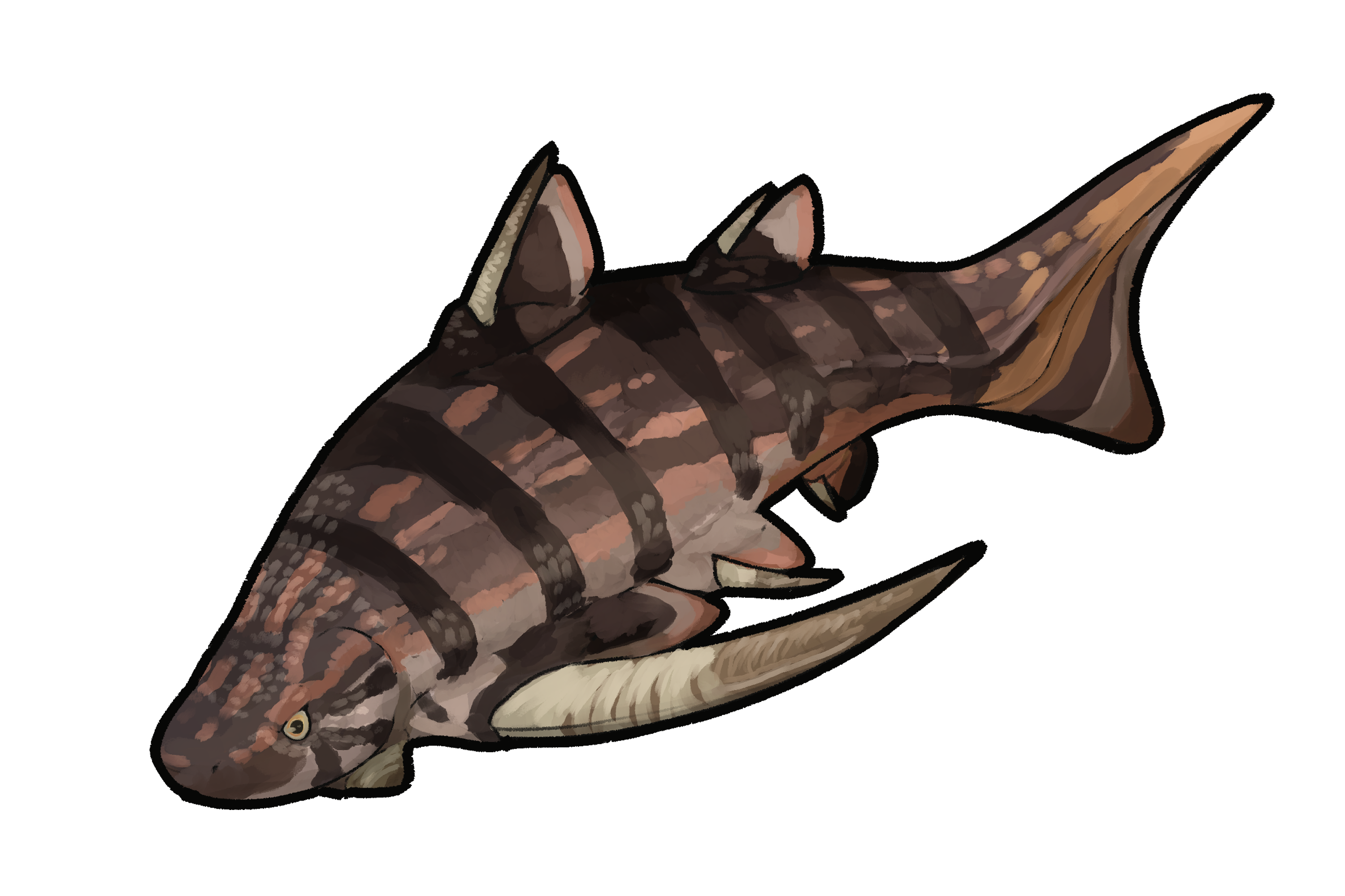 Gyracanthides murrayi.png