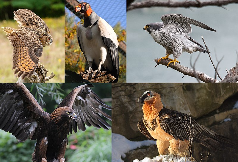 Файл:Birds of Prey Diversity.jpg
