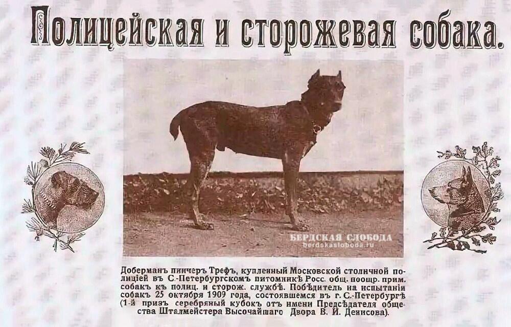 Файл:Доберман-пинчер Треф.jpg