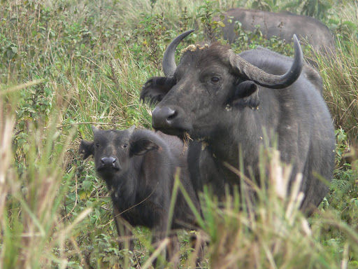 Файл:Африканский буйвол с детёнышем.jpg