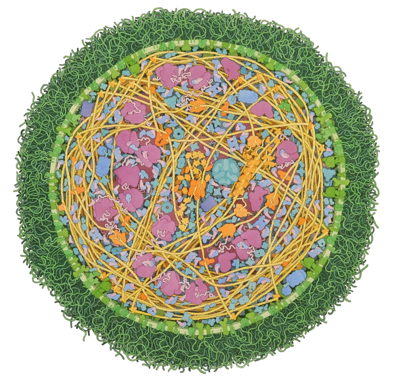 Иллюстрация одноклеточного mycoplasma micoides