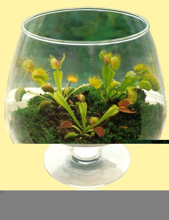 Dionaea muscipula 7.jpg
