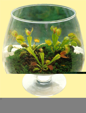 Файл:Dionaea muscipula 7.jpg