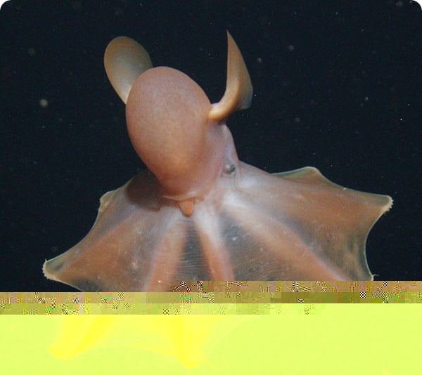 Octopoda 4.jpg
