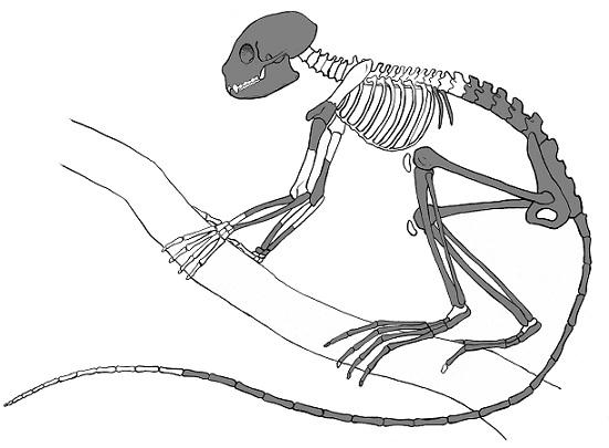 Файл:Archicebus skeleton.jpg