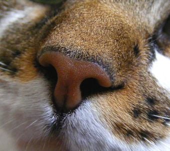 Файл:Нос кошки2.jpg