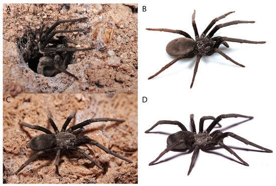 Израиль Spiders.jpg