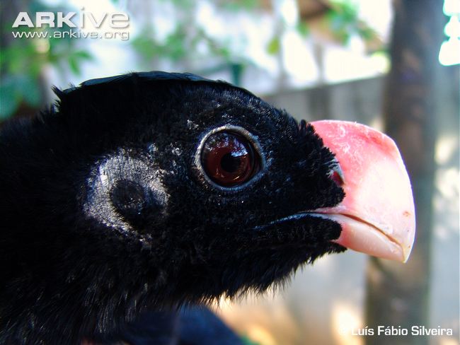 Файл:Alagoas-curassow-showing-crescent-shaped-ear-patch.jpg