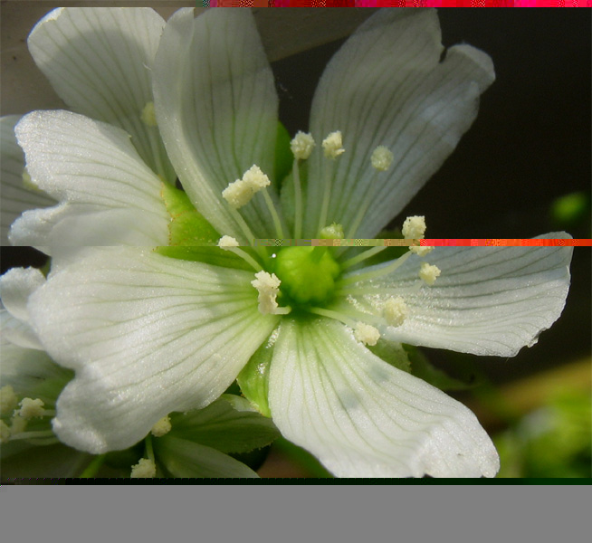 Файл:Dionaea muscipula 9.jpg
