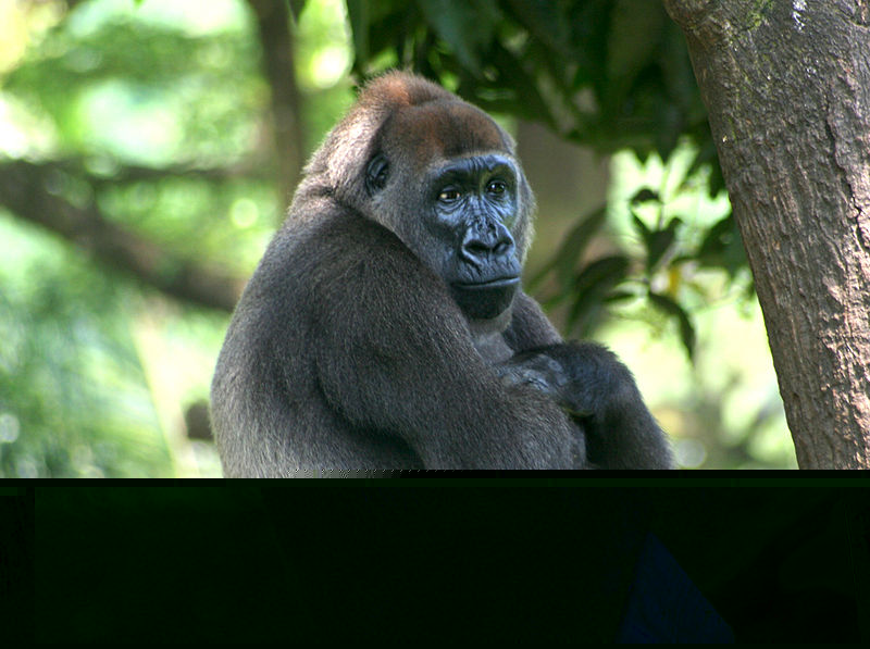 Файл:Gorilla gorilla gorilla.jpg