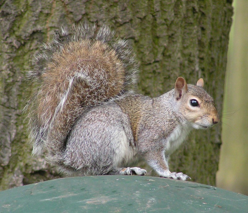 Файл:Eastern Gray Squirrel 800.jpg