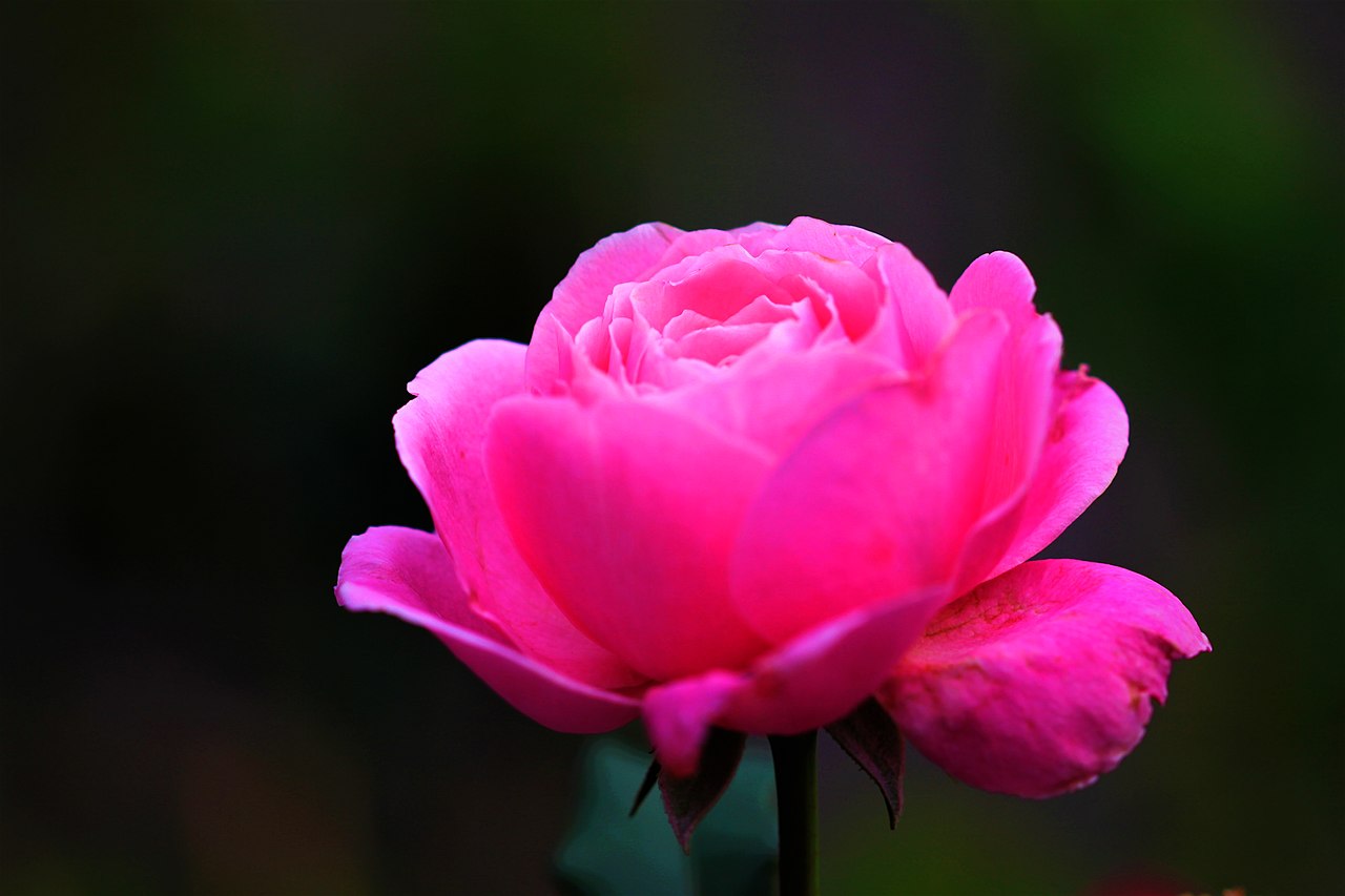 Файл:Love and Roses C.jpg