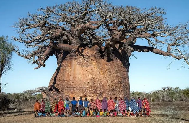 Файл:Tsitakakantsa-the-largest-baobab-tree-in-madagascar.webp